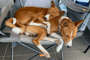 Karlene Willcocks pups snoozing on folding chair