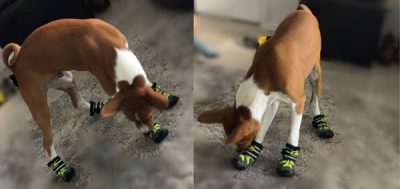 Dog wearing socks