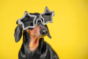 cute dog with star glasses