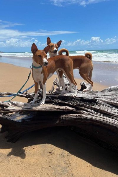 Karlene Wilcocks' dogs on beach 17 May 2024