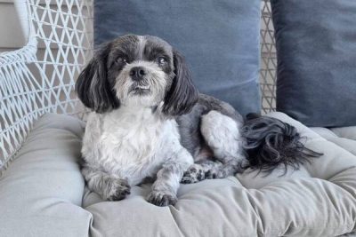 Tami Photinos's dog Panda resting on doona looking at camera