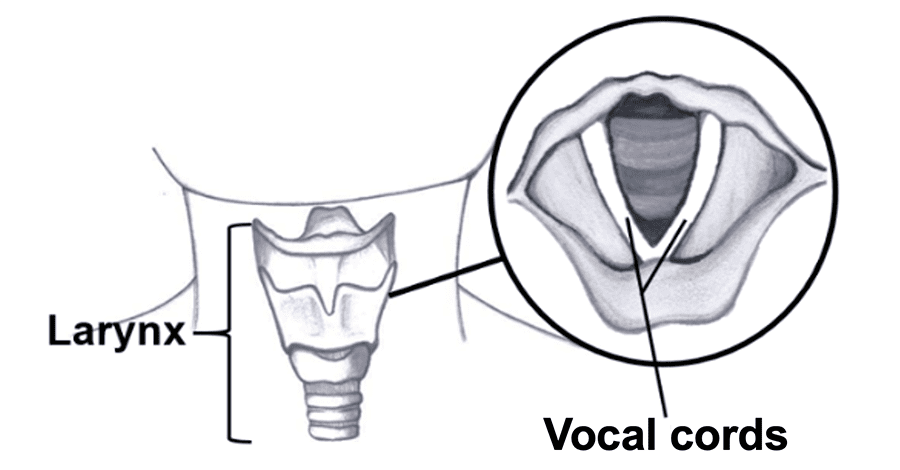 Illustration of normal vocal cords 