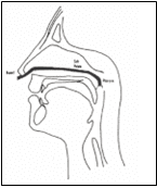 Profile illustration of a nasendoscope