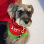 Foundation brings furry friends to RBWH