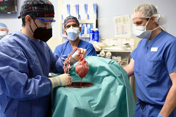 CCRG helped in historic pig heart transplant
