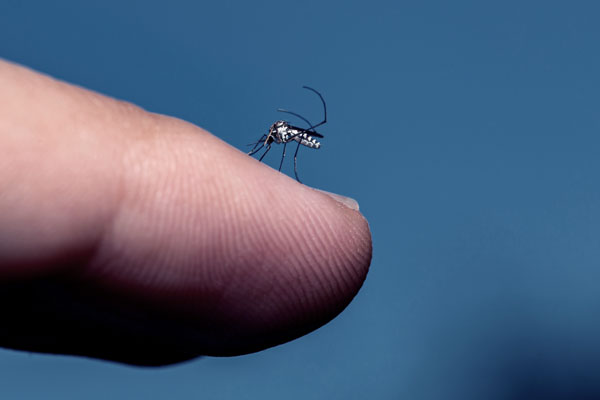 Medical Entomology Medical Entomology